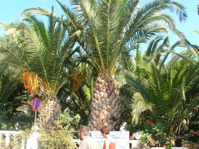 Palm Bay Hotel Sissi  Bagian luar foto